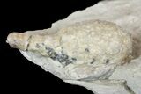 Cystoid (Holocystites) Fossil In Rock - Indiana #136979-1
